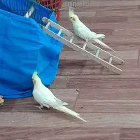 یک جفت عروس هلندی لوتینو|پرنده|قشم, |دیوار