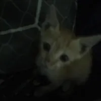 واگذاری رایگان گربه