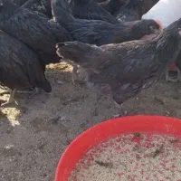 جوجه سیاه|حیوانات مزرعه|محلات, |دیوار