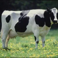 کارگر گاوداری