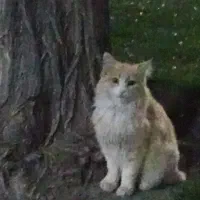 واگذاری گربه