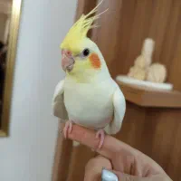 عروس هلندی درشت فول اهلی با قفس بزرگ کاسکویی|پرنده|تبریز, |دیوار