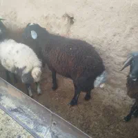 بره های نر  چاق ،وزن مختلف