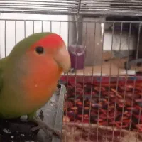 یک جفت طوطی برزیلی