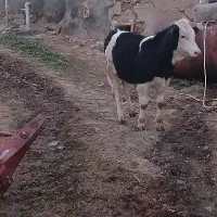 گوساله سیمینتال مونت