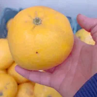 گریپفروت|خوردنی و آشامیدنی|نوشهر, |دیوار