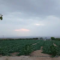 فروش باغ و زمین کشاورزی