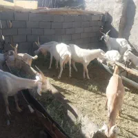بز سانن.فردوس|حیوانات مزرعه|فردوس (خراسان), |دیوار