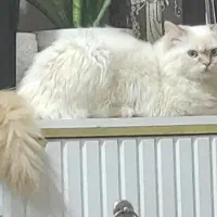 گربه نر جفتگیری