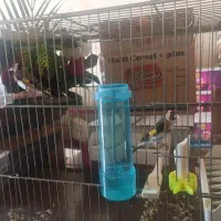 سهره نرو ماده جفت درجه یک