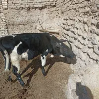 گوساله نر چاق|حیوانات مزرعه|اقلید, |دیوار