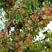 نهالستان فروش رقم های تضمینی صنوبر گردو