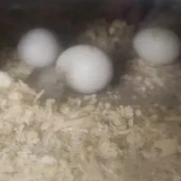 تخم نطفه دار عروس هلندی