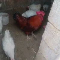 خروس بزرگ چاق