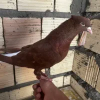 کفتر سرخ دم سفید