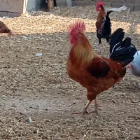 خروس و شاخدار|حیوانات مزرعه|چمران, |دیوار