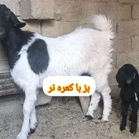 بز با کعره نر