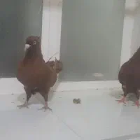 سرخ
