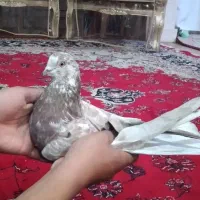 کبوترگرگی کله ماستی|پرنده|اصفهان, جاوان|دیوار