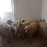 سلام تعداد7بره ماده درجه یک سنجابی