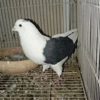 نرو ماده پشت پشت سرخ کاکلی پشت سیاه|پرنده|مشهد, ادیب نیشابوری (شهرک غرب)|دیوار