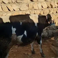 سه عدد گوساله ماده