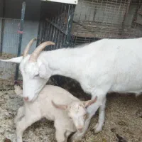 بز و بزغاله سانن