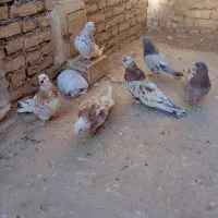 5عددسرور یک سبزجم دونه ای1000000تومان