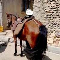 اسب مادیان نژاد کرد اصیل