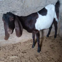 بز نژدی|حیوانات مزرعه|بهبهان, |دیوار