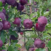 نهال سیب میراکل|خدمات باغبانی و درختکاری|سقز, |دیوار