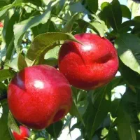 تولید نهال شلیل ردگلد