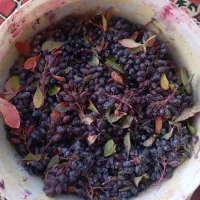 زرشک تر،تازه ،خوش طعم،ترش