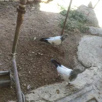 کبوتر زوردار|پرنده|اسلامآباد غرب, |دیوار