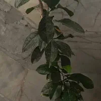 نارنج و یوکا|گل و گیاه طبیعی|تهران, جیحون|دیوار
