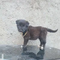 سگ باهوش نر عادتی هست|سگ|مشهد, همت آباد|دیوار