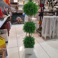 گلدان شمشاد