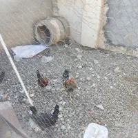 خروس گلین|حیوانات مزرعه|ماکو, |دیوار