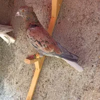 کبوترعطیقه|پرنده|مشهد, هفده شهریور|دیوار