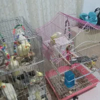 ی تعدادی عروس هلندی فروش یکجا|پرنده|وحیدیه, |دیوار