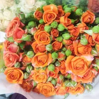 گل رز هلندی قیمت عمده|گل و گیاه طبیعی|شیراز, تاچارا|دیوار