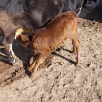 گاو شیرده و گوساله