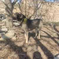 سگ عراقی|سگ|ارومیه, |دیوار