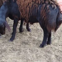 فروش بره نر همو زیگوت درجه یک|حیوانات مزرعه|بسطام, |دیوار