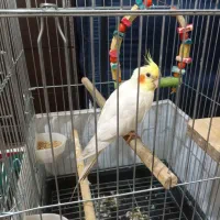 عروس هلندی لوتینو نر همراه با قفس و لازم جانبیش