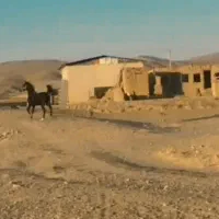 اسب کرد نریان اصیل شیش دانگ