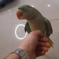 شاه طوطی نر جوجه زیر یکسال