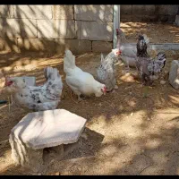 مرغ و خروس پاکر(پاکوتاه)فقط تخم نطفه دار موجود هست