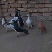 خوشرنگ و سینه سیاه هوایی