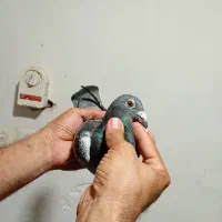 نروماده پلاکی